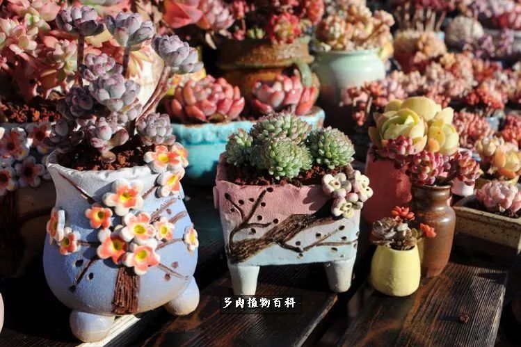 自己做多肉花盆,美肉美盆让阳台更加色彩!