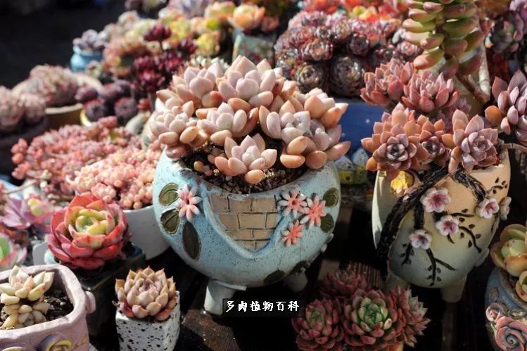 自己做多肉花盆,美肉美盆让阳台更加色彩!
