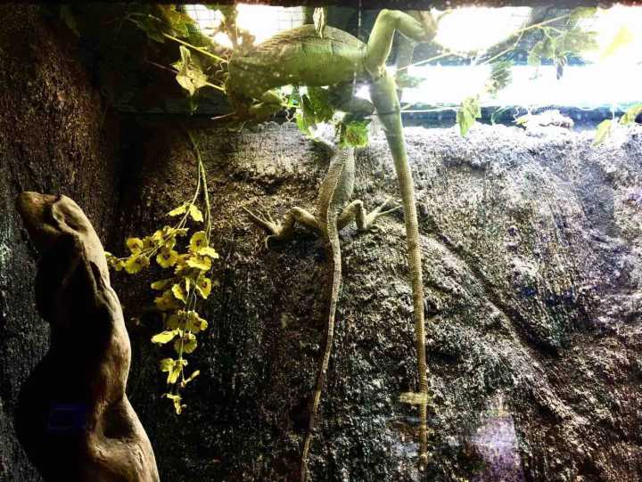 芽庄珍珠岛游乐园刺激项目,芽庄珍珠岛乐园