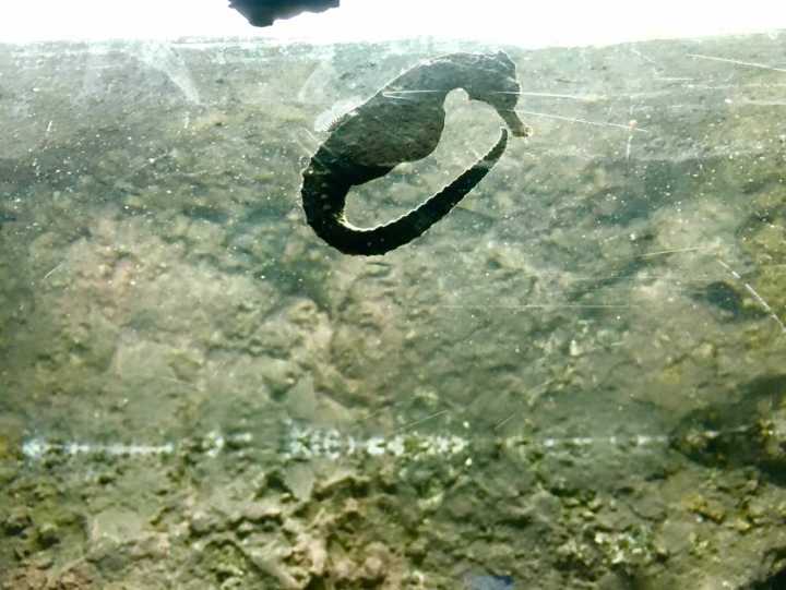 芽庄珍珠岛游乐园刺激项目,芽庄珍珠岛乐园