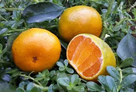 南通一整年的时令美食都在这儿，新一年照着吃就对了！