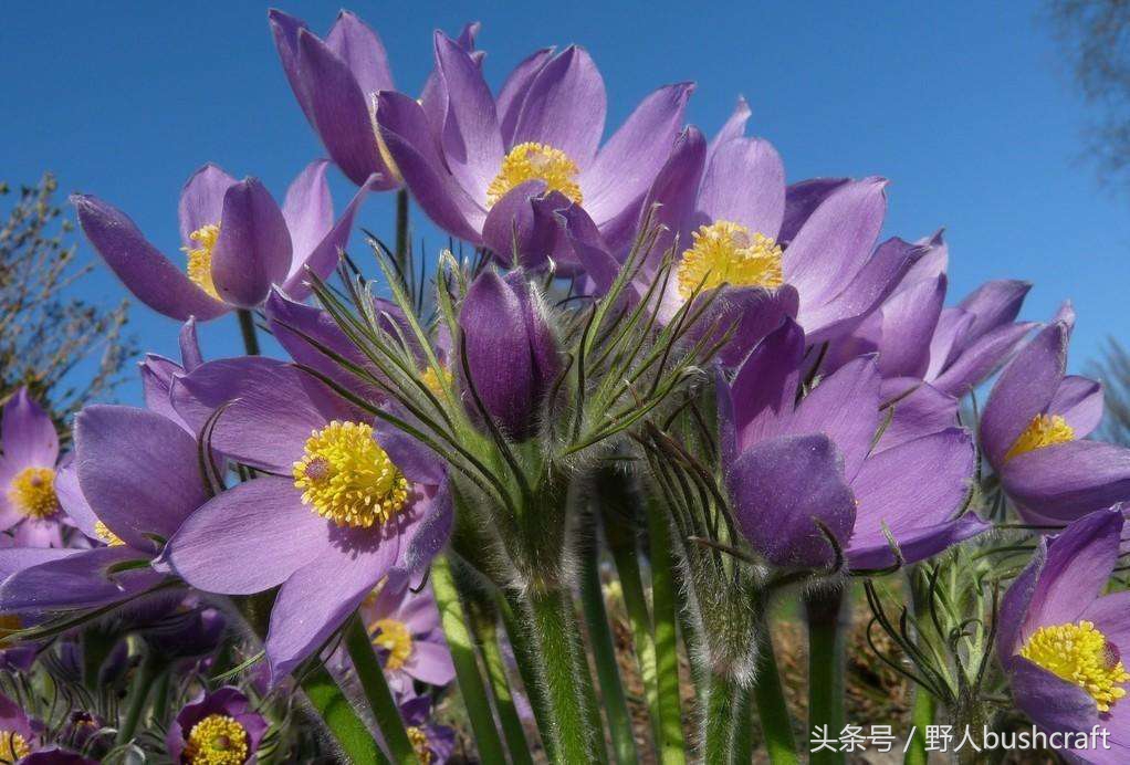 白头翁治痢疾,白头翁是痢疾的克星吗