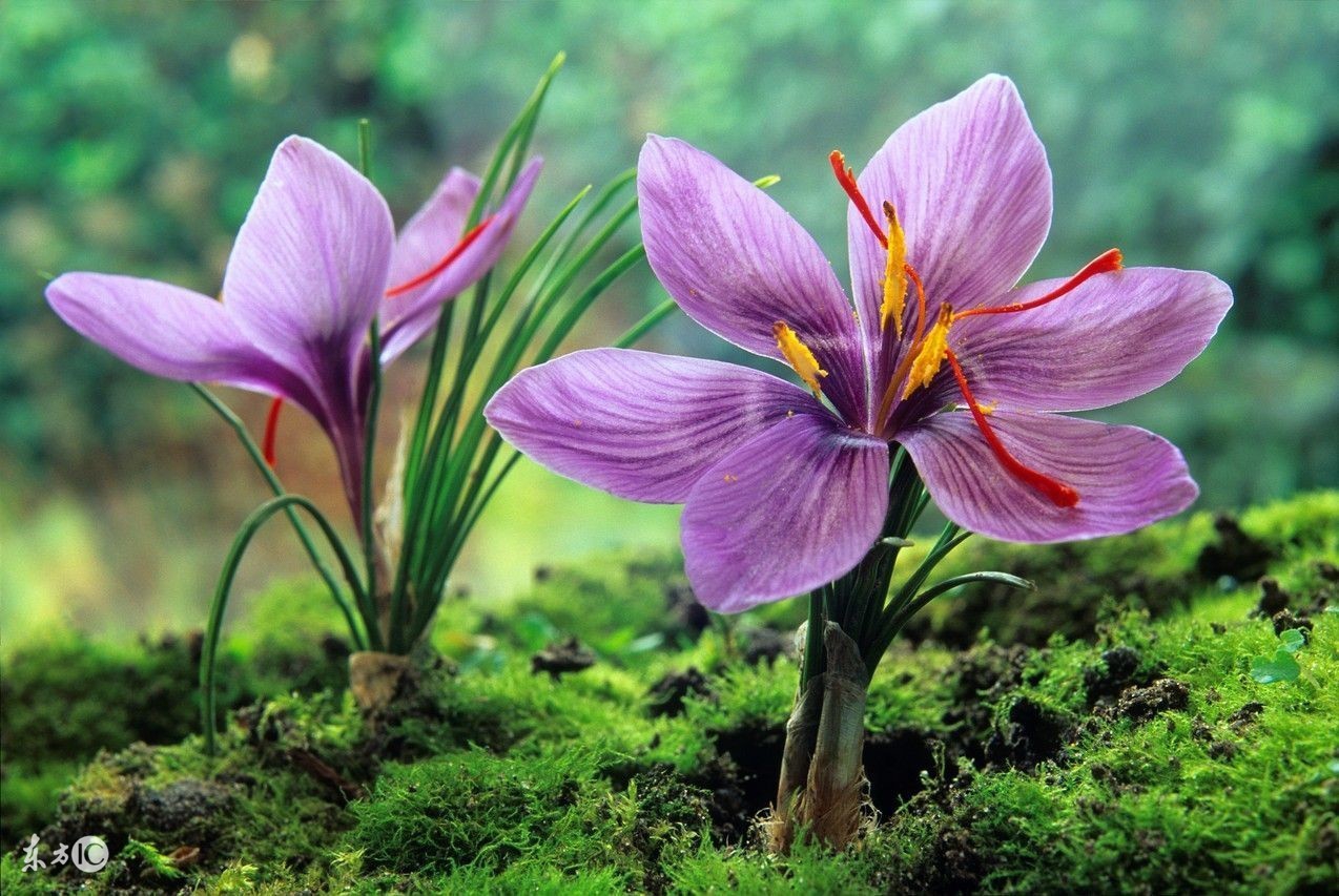 藏红花功效如此好是炒作吗,藏红花怎么炒作起来的