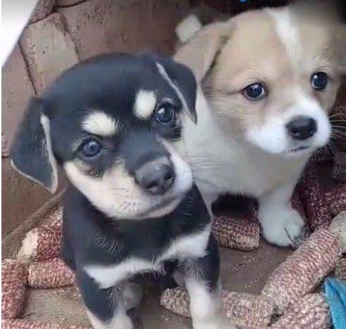 正宗中华田园犬还能买的到吗,中华田园犬现在能买吗