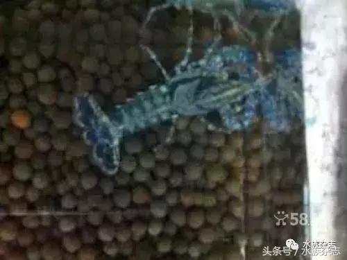 常见淡水观赏鳌虾大全,观赏鳌虾是淡水的吗