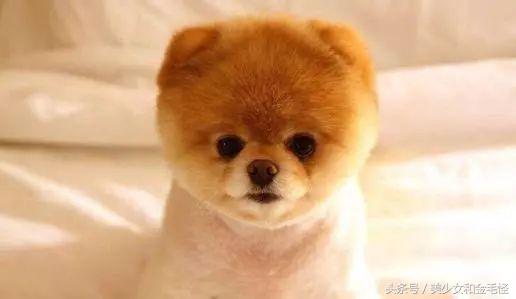 小型犬的训练方法,小型犬要训练随行吗