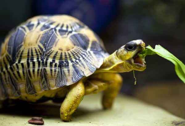 新手养龟陆龟推荐,十大适合新手养的陆龟