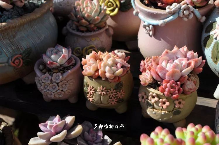 自己做多肉花盆,美肉美盆让阳台更加色彩!