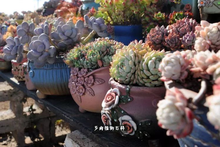 自己做多肉花盆,美肉美盆让阳台更加色彩!