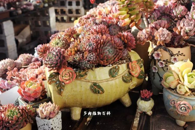自己做多肉花盆,美肉美盆让阳台更加色彩!