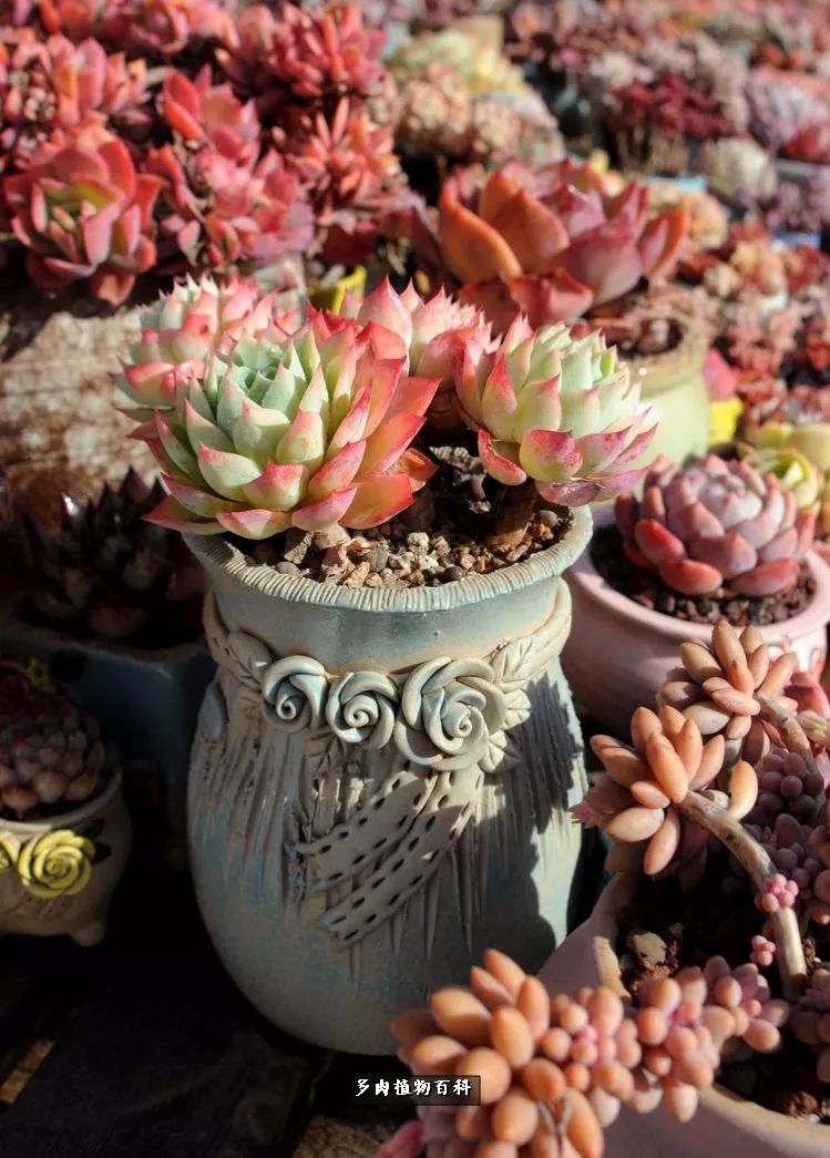 自己做多肉花盆,美肉美盆让阳台更加色彩!