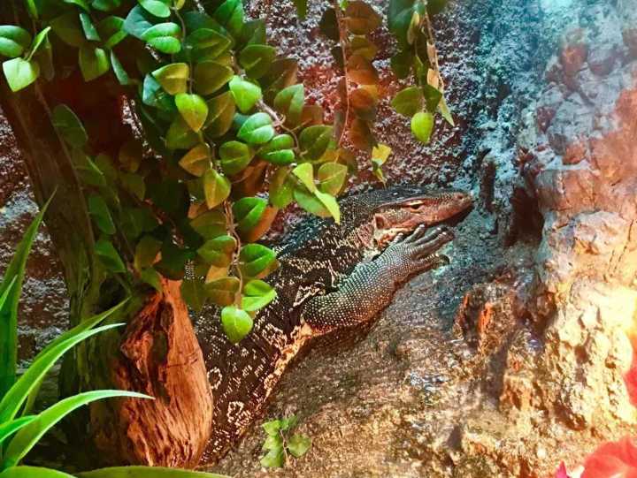 芽庄珍珠岛游乐园刺激项目,芽庄珍珠岛乐园