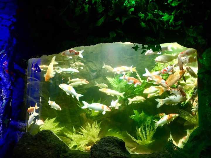 芽庄珍珠岛游乐园刺激项目,芽庄珍珠岛乐园