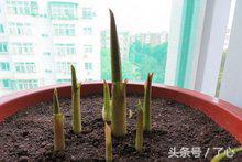 关于马蹄莲的知识,马蹄莲怎么养花必备知识