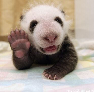 功夫大熊猫原型,功夫大熊猫是怎么练功夫的