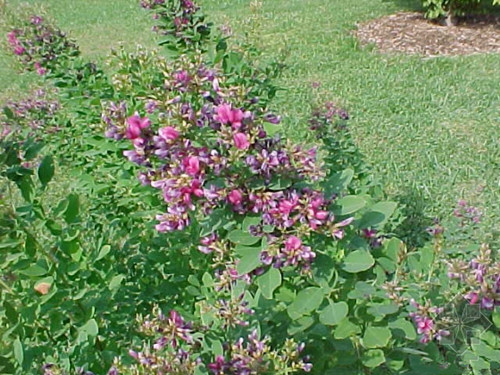 十年前血崩，她说是自己挖这个吃好的，你知道是什么吗？