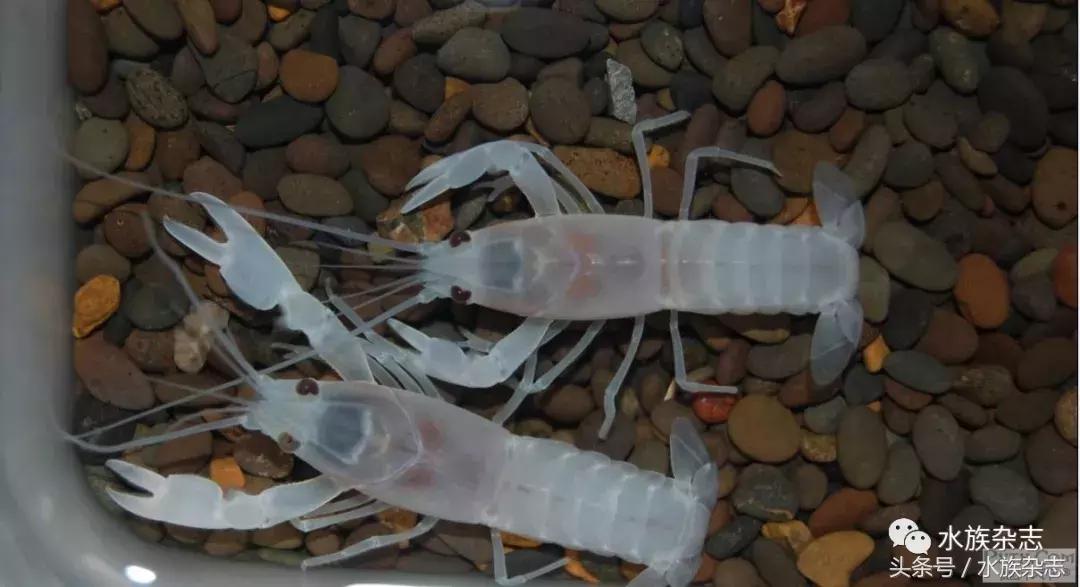 常见淡水观赏鳌虾大全,观赏鳌虾是淡水的吗