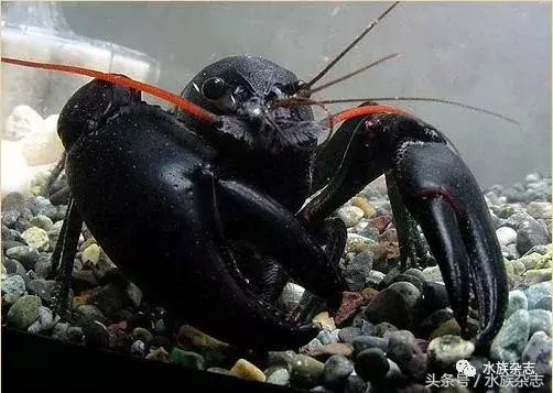 常见淡水观赏鳌虾大全,观赏鳌虾是淡水的吗