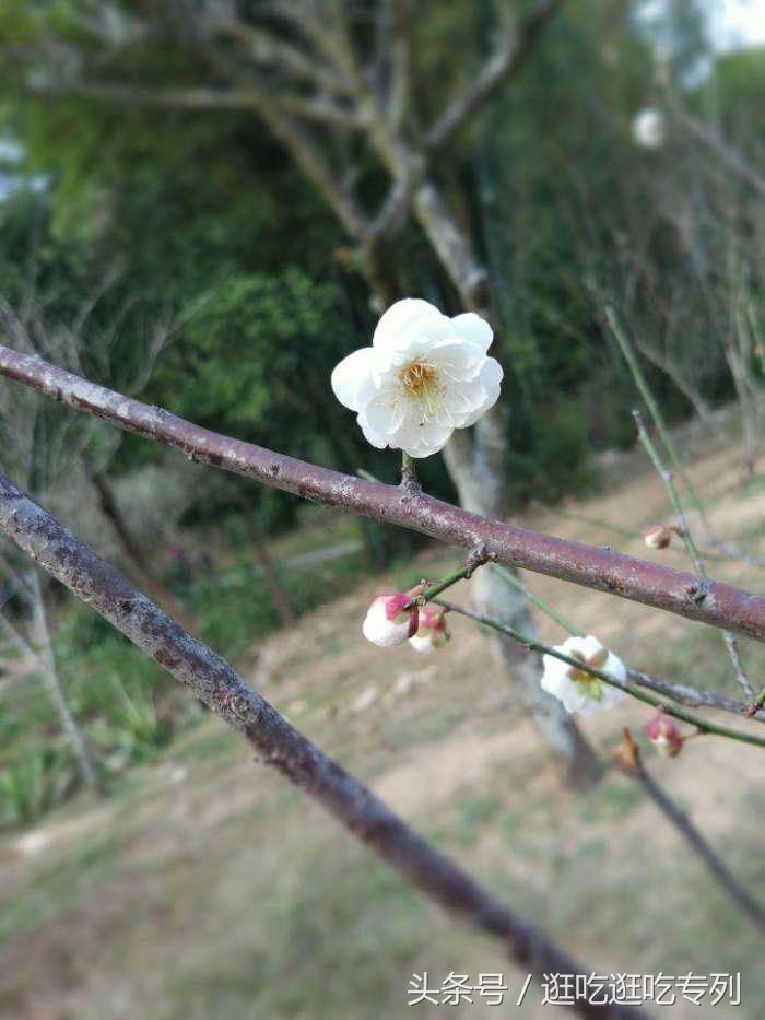 去萝岗香雪公园看梅花最佳时间,广州市白云山梅花谷赏梅花