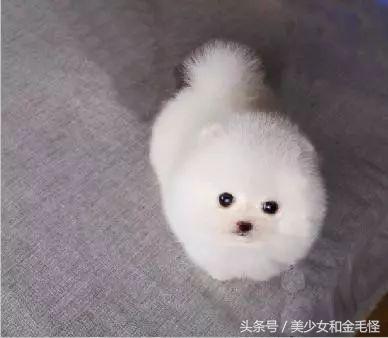 小型犬的训练方法,小型犬要训练随行吗