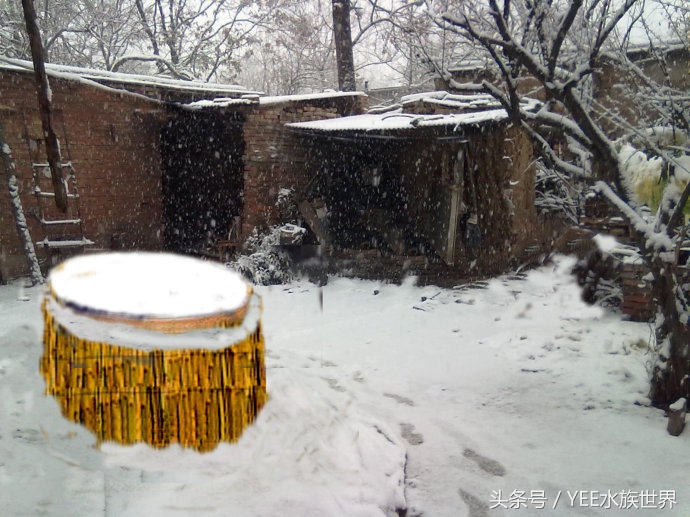 家养金鱼存活的条件,冬天室外金鱼怎么存活