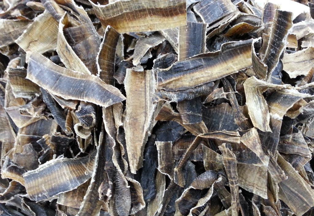 蚯蚓真的可以做药吗,小蚯蚓有药用价值吗