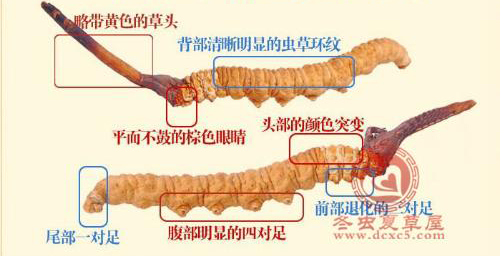 中药冬虫夏草多少钱一条,中药冬虫夏草多少钱1根