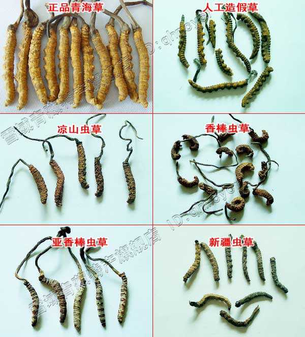 中药冬虫夏草多少钱一条,中药冬虫夏草多少钱1根