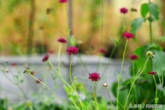 植物笔记解读视频,植物笔记关于花