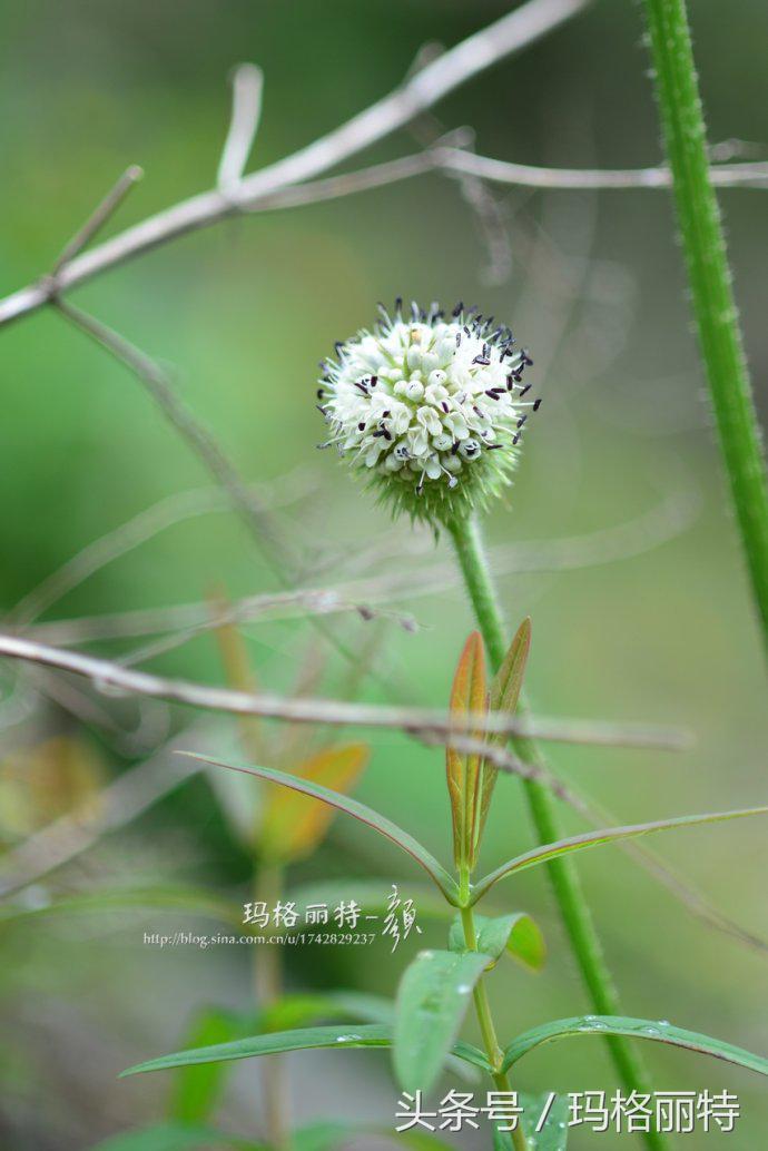 植物笔记解读视频,植物笔记关于花