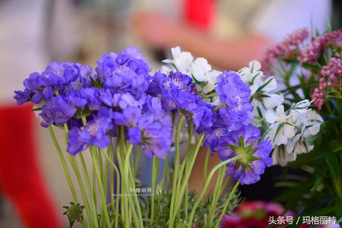植物笔记解读视频,植物笔记关于花