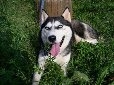 哈士奇怎么养要注意什么,最正确的哈士奇饲养方法