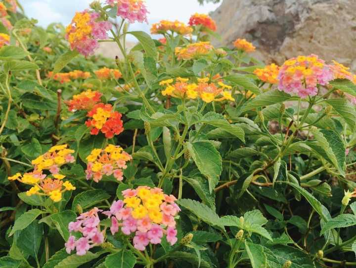 芽庄珍珠岛游乐园刺激项目,芽庄珍珠岛乐园