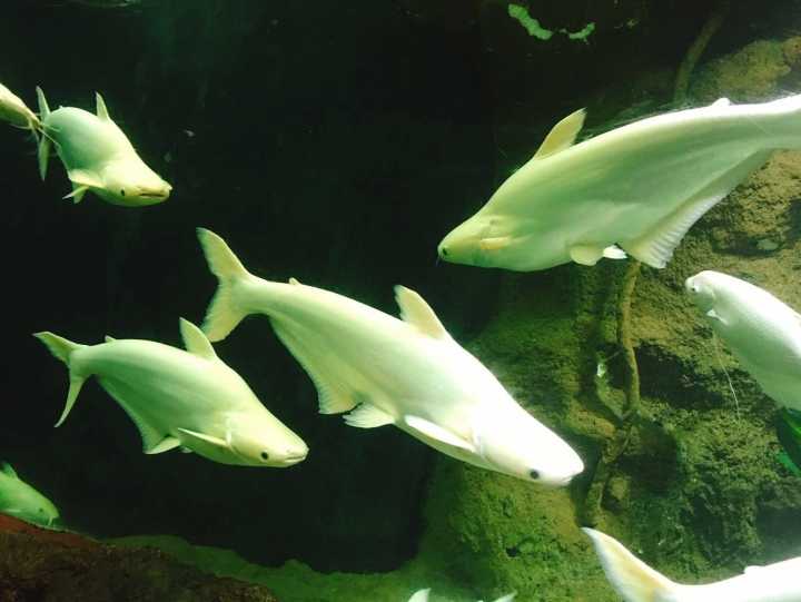 芽庄珍珠岛游乐园刺激项目,芽庄珍珠岛乐园