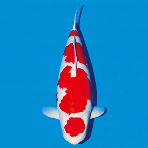 水池底绿藻,池底黑藻怎么除