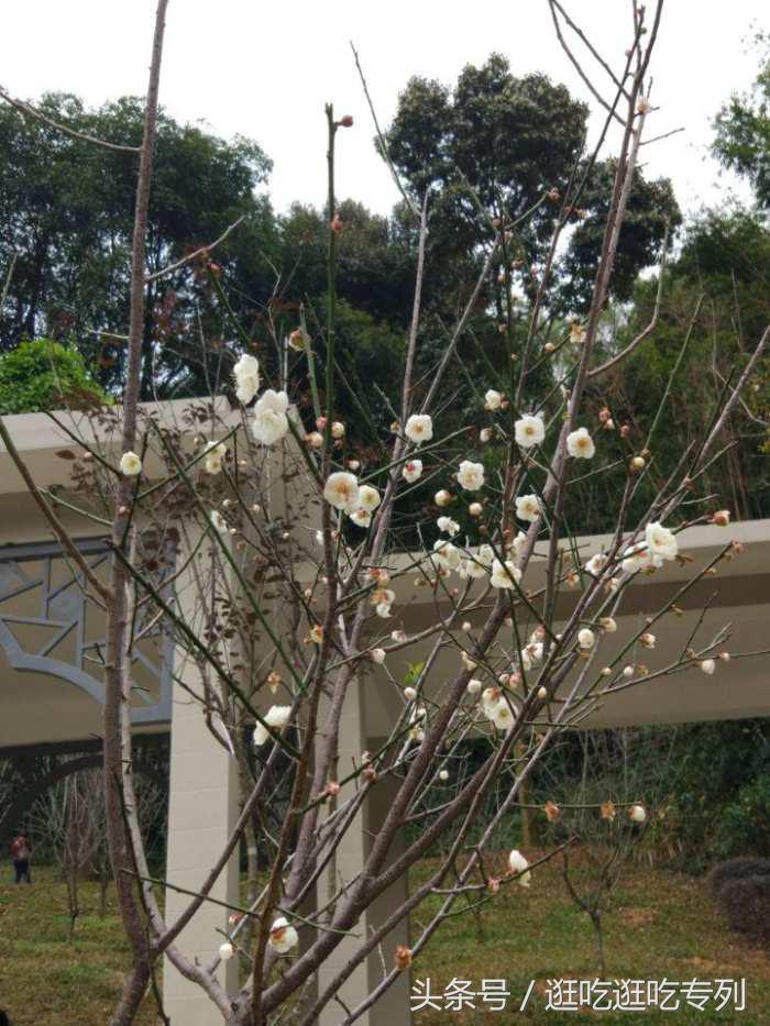 去萝岗香雪公园看梅花最佳时间,广州市白云山梅花谷赏梅花
