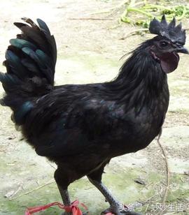 粉壳蛋好还是红壳蛋好,粉壳鸡蛋与普通鸡蛋的区别