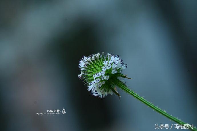 植物笔记解读视频,植物笔记关于花