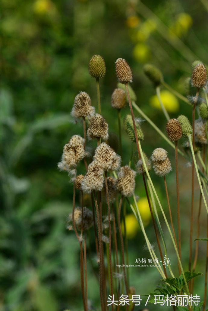 植物笔记解读视频,植物笔记关于花