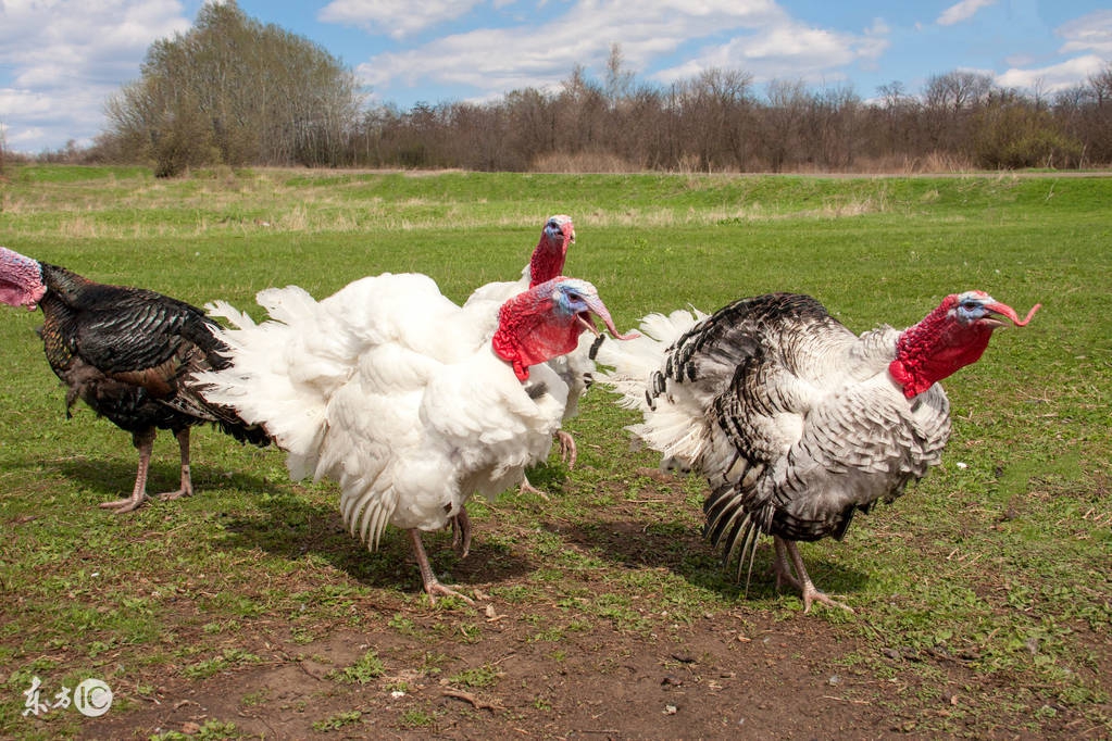 火鸡饲养管理及养殖技术,以及火鸡产蛋期饲养管理方法!