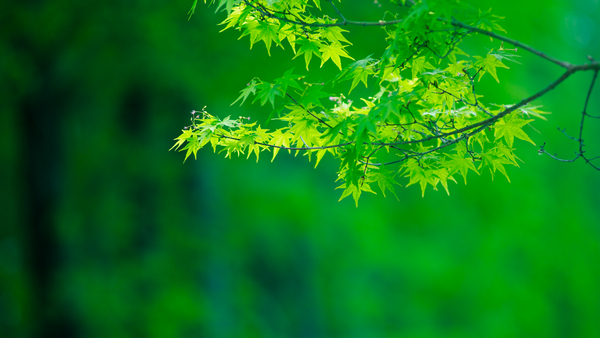 水之密语净润臻养护系列,水之密语净澈180ml