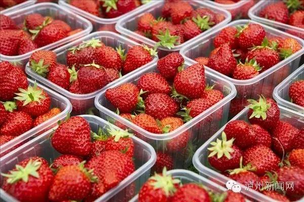 泸州哪些地方可以摘草莓,贵阳摘草莓摘桑葚摘樱桃地方