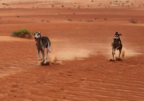 福利|直飞阿布扎比 乐享全球最*法大**拉利主题公园、星战绝美取景地