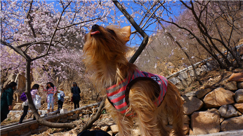 回顾欧帝亿和你相遇春の水长城