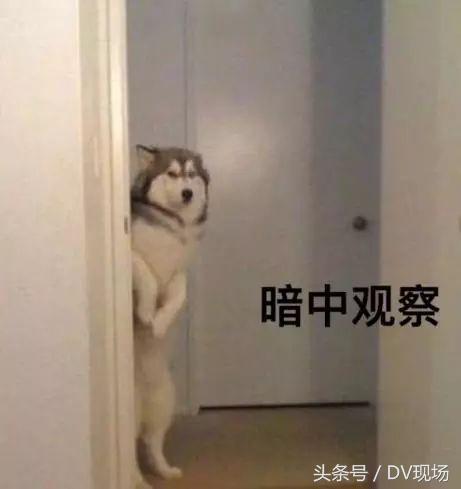 炼猪油厂污染范围多少米,曝光小作坊猪油