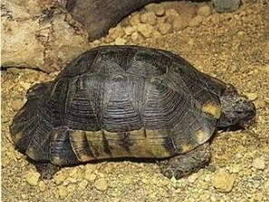 新手养龟陆龟推荐,十大适合新手养的陆龟