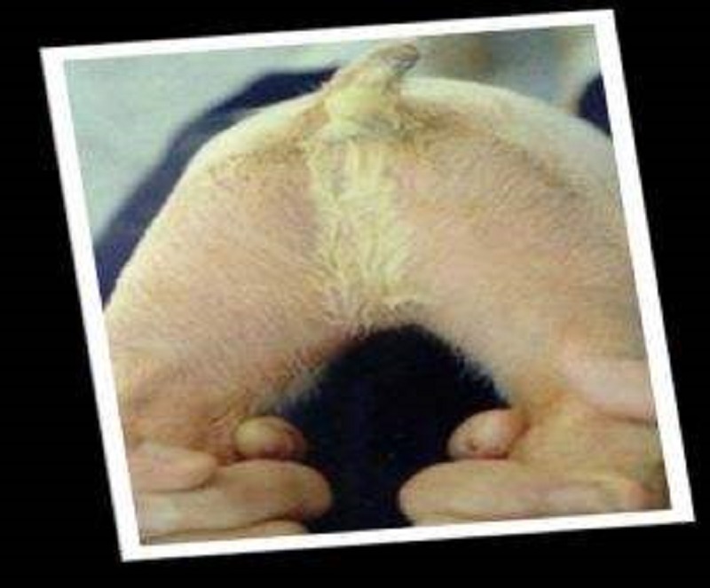 仔猪白痢最佳治疗方法,仔猪白痢治疗法