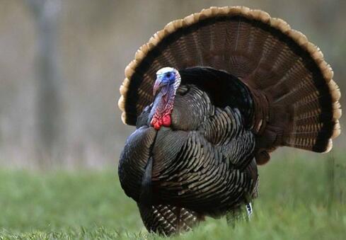 火鸡饲养管理及养殖技术,以及火鸡产蛋期饲养管理方法!