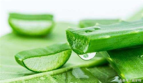 芦荟老是烂根是怎么回事,芦荟出现黄叶什么原因