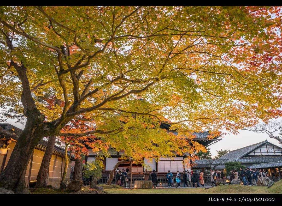 狗哥的热评,狗哥热评